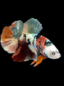 Male Halfmoon Plakat - Candy Copper #333 - Live Betta Fish