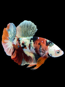 Male Halfmoon Plakat - Candy Copper #333 - Live Betta Fish