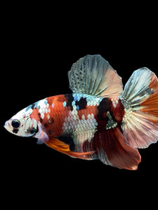 Male Halfmoon Plakat - Candy Copper #333 - Live Betta Fish