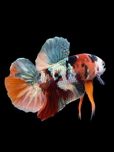 Male Halfmoon Plakat - Candy Copper #333 - Live Betta Fish