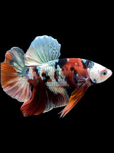 Male Halfmoon Plakat - Candy Copper #333 - Live Betta Fish