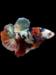 Male Halfmoon Plakat - Candy Copper #333 - Live Betta Fish