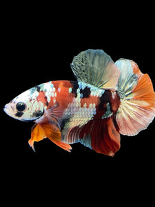 Male Halfmoon Plakat - Candy Copper #333 - Live Betta Fish