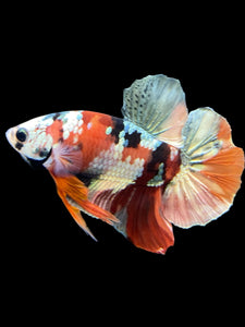 Male Halfmoon Plakat - Candy Copper #333 - Live Betta Fish