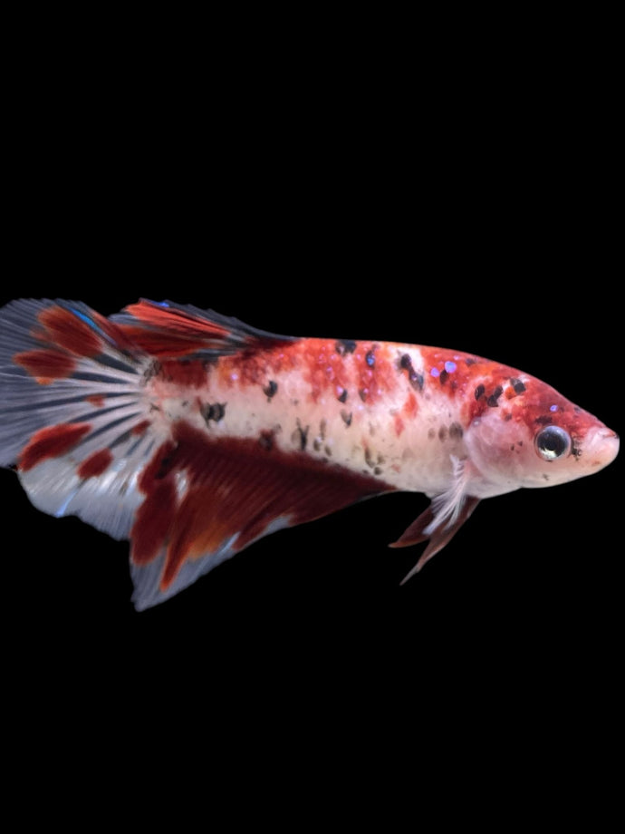 GIANT Female Halfmoon - Red Galaxy #334 Live Betta Fish