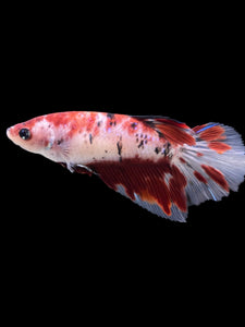 GIANT Female Halfmoon - Red Galaxy #334 Live Betta Fish