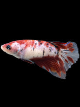 Load image into Gallery viewer, GIANT Female Halfmoon - Red Galaxy #334 Live Betta Fish
