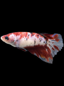 GIANT Female Halfmoon - Red Galaxy #334 Live Betta Fish