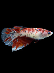 GIANT Female Halfmoon - Red Galaxy #334 Live Betta Fish