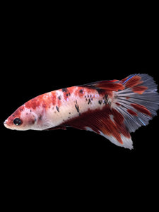 GIANT Female Halfmoon - Red Galaxy #334 Live Betta Fish