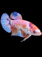 Load image into Gallery viewer, GIANT Male Halfmoon Plakat - Candy #335 - Live Betta Fish
