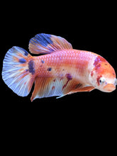 Load image into Gallery viewer, GIANT Male Halfmoon Plakat - Candy #335 - Live Betta Fish
