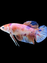 Load image into Gallery viewer, GIANT Male Halfmoon Plakat - Candy #335 - Live Betta Fish
