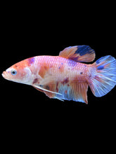 Load image into Gallery viewer, GIANT Male Halfmoon Plakat - Candy #335 - Live Betta Fish
