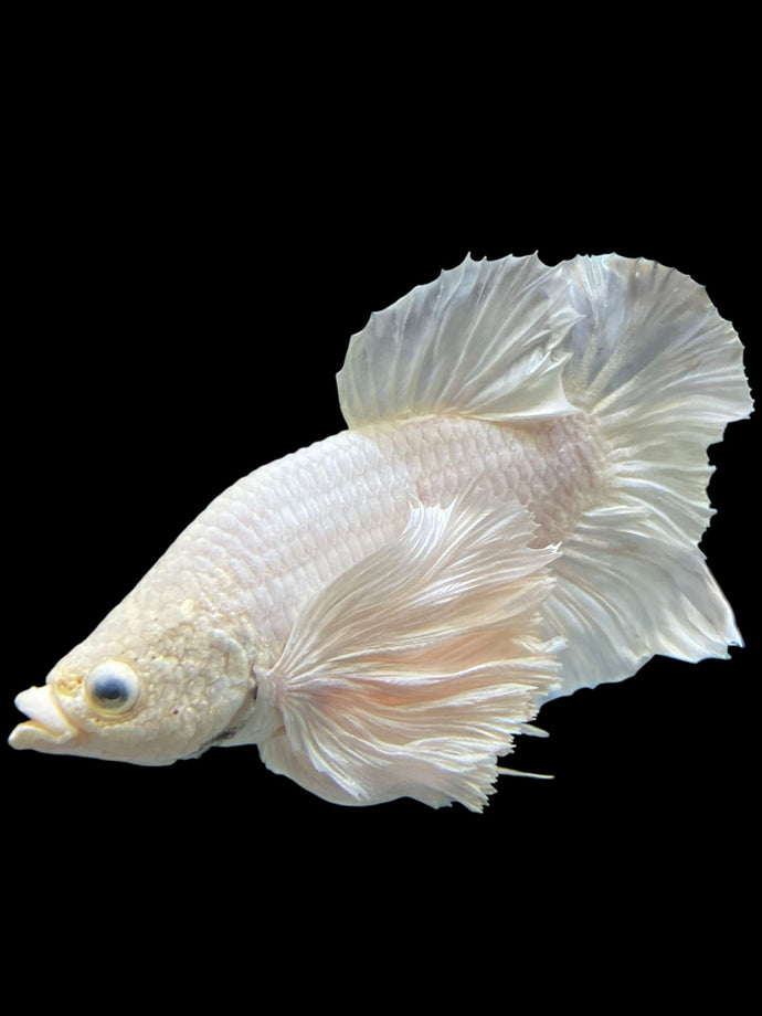 Male Halfmoon Plakat - White Platinum Dumbo #336 - Live Betta Fish (XL EAR)