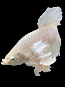 Male Halfmoon Plakat - White Platinum Dumbo #336 - Live Betta Fish (XL EAR)