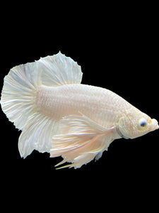 Male Halfmoon Plakat - White Platinum Dumbo #336 - Live Betta Fish (XL EAR)