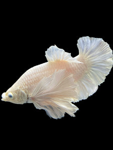 Male Halfmoon Plakat - White Platinum Dumbo #336 - Live Betta Fish (XL EAR)