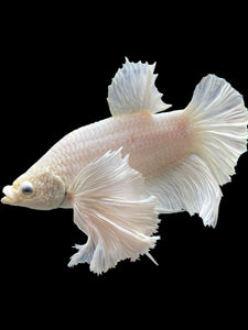 Male Halfmoon Plakat - White Platinum Dumbo #336 - Live Betta Fish (XL EAR)