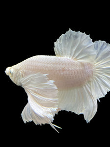 Male Halfmoon Plakat - White Platinum Dumbo #336 - Live Betta Fish (XL EAR)