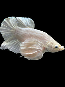 Male Halfmoon Plakat - White Platinum Dumbo #336 - Live Betta Fish (XL EAR)