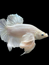 Load image into Gallery viewer, Male Halfmoon Plakat - White Platinum Dumbo #336 - Live Betta Fish (XL EAR)
