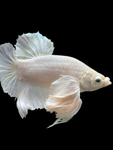 Male Halfmoon Plakat - White Platinum Dumbo #336 - Live Betta Fish (XL EAR)