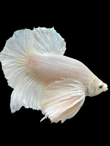 Male Halfmoon Plakat - White Platinum Dumbo #336 - Live Betta Fish (XL EAR)