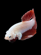 Load image into Gallery viewer, Male Halfmoon Plakat - Red Dragon #337 - Live Betta Fish (SKIN TAG)
