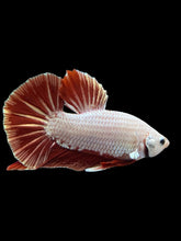 Load image into Gallery viewer, Male Halfmoon Plakat - Red Dragon #337 - Live Betta Fish (SKIN TAG)
