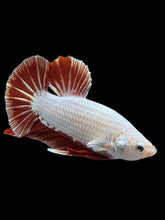 Load image into Gallery viewer, Male Halfmoon Plakat - Red Dragon #337 - Live Betta Fish (SKIN TAG)
