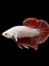 Load image into Gallery viewer, Male Halfmoon Plakat - Red Dragon #337 - Live Betta Fish (SKIN TAG)
