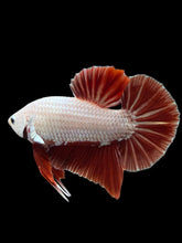 Load image into Gallery viewer, Male Halfmoon Plakat - Red Dragon #337 - Live Betta Fish (SKIN TAG)
