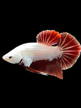 Load image into Gallery viewer, Male Halfmoon Plakat - Red Dragon #337 - Live Betta Fish (SKIN TAG)
