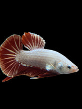 Load image into Gallery viewer, Male Halfmoon Plakat - Red Dragon #337 - Live Betta Fish (SKIN TAG)
