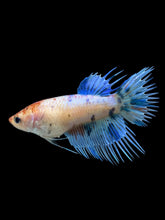 Load image into Gallery viewer, Female Crowntail - Candy #338 - Live Betta Fish
