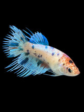 Load image into Gallery viewer, Female Crowntail - Candy #338 - Live Betta Fish
