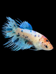 Female Crowntail - Candy #338 - Live Betta Fish