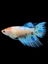 Load image into Gallery viewer, Female Crowntail - Candy #338 - Live Betta Fish
