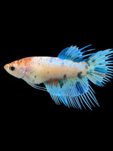 Load image into Gallery viewer, Female Crowntail - Candy #338 - Live Betta Fish
