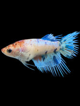 Load image into Gallery viewer, Female Crowntail - Candy #338 - Live Betta Fish
