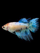 Load image into Gallery viewer, Female Crowntail - Candy #338 - Live Betta Fish
