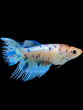 Load image into Gallery viewer, Female Crowntail - Candy #338 - Live Betta Fish
