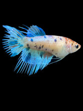 Load image into Gallery viewer, Female Crowntail - Candy #338 - Live Betta Fish
