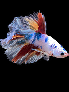 Male Halfmoon - Candy #339 - Live Betta Fish