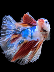 Male Halfmoon - Candy #339 - Live Betta Fish