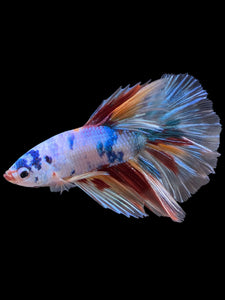 Male Halfmoon - Candy #339 - Live Betta Fish