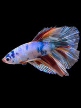 Load image into Gallery viewer, Male Halfmoon - Candy #339 - Live Betta Fish
