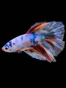 Male Halfmoon - Candy #339 - Live Betta Fish