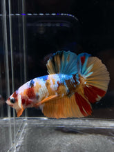 Load image into Gallery viewer, Male Halfmoon Plakat - Candy Multicolor #340 - Live Betta Fish

